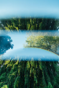 Forest composing, deciduous forest, alienated Forest composing, deciduous forest, alienated